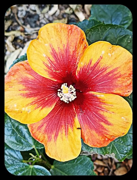 Hibiscus OrangeRed 2 Feb 22.jpg