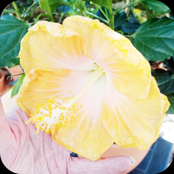 Hibiscus Pacific Beauty 2 22 Apr 24.jpg