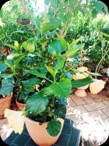 Hibiscus Pacific Beauty2 22 Apr 24.jpg