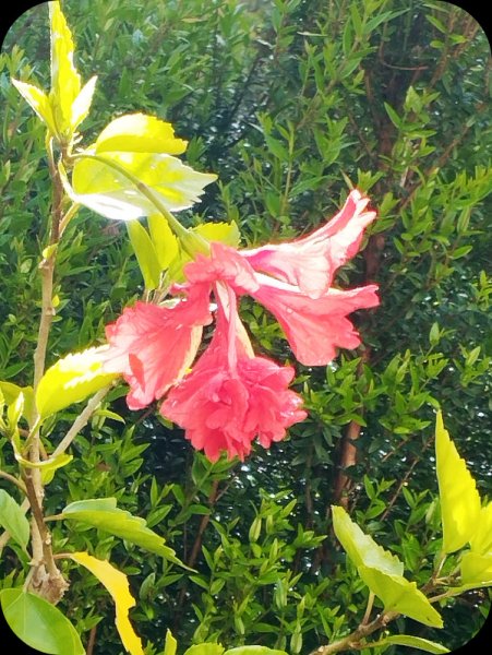 Hibiscus  Pagoda Red 10 Apr 25.jpg