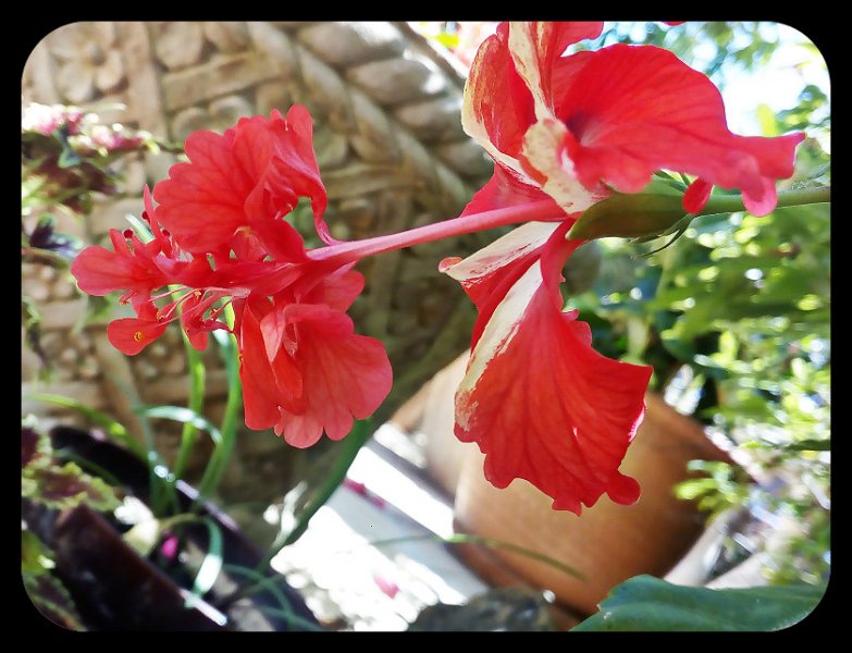 Hibiscus Pagoda Red 3 24 Jun.jpg
