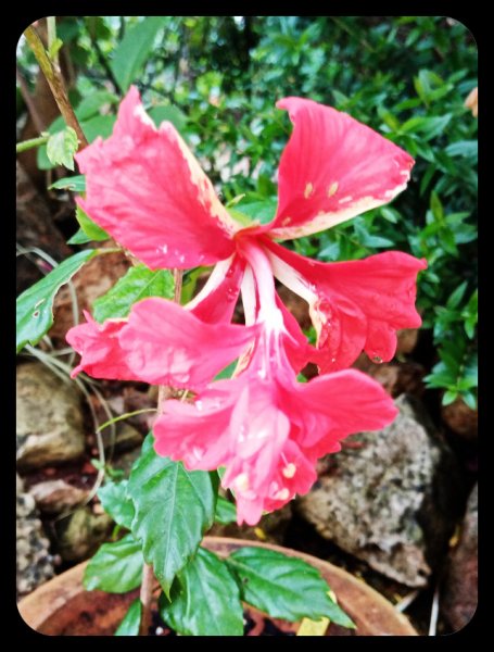 Hibiscus Pagoda Red 9 May 21.jpg