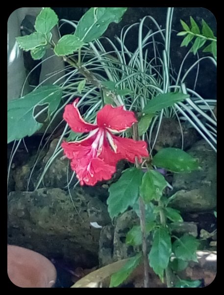 Hibiscus Pagoda Red3 9 May.jpg