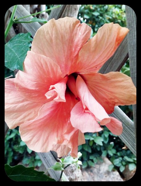 Hibiscus Peach 1 Jun.jpg