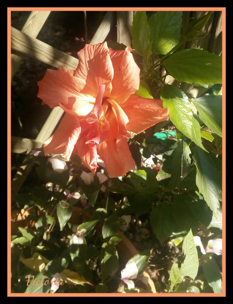 Hibiscus Peach 18 Feb 20.jpg