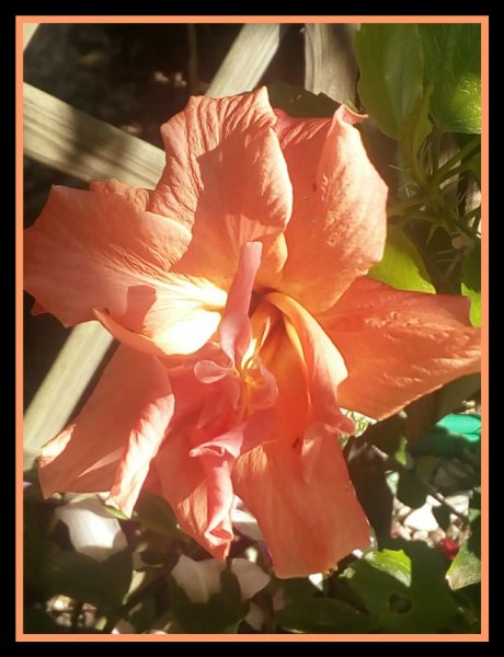 Hibiscus Peach 20.jpg