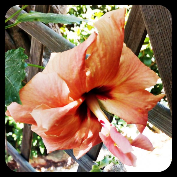 Hibiscus Peach 31 May.jpg