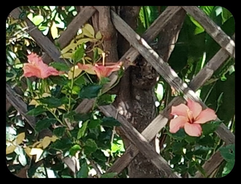 Hibiscus Peach 4 May 22.jpg