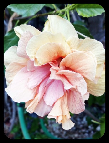 Hibiscus Peach Blow 2 8 Aug 21.jpg