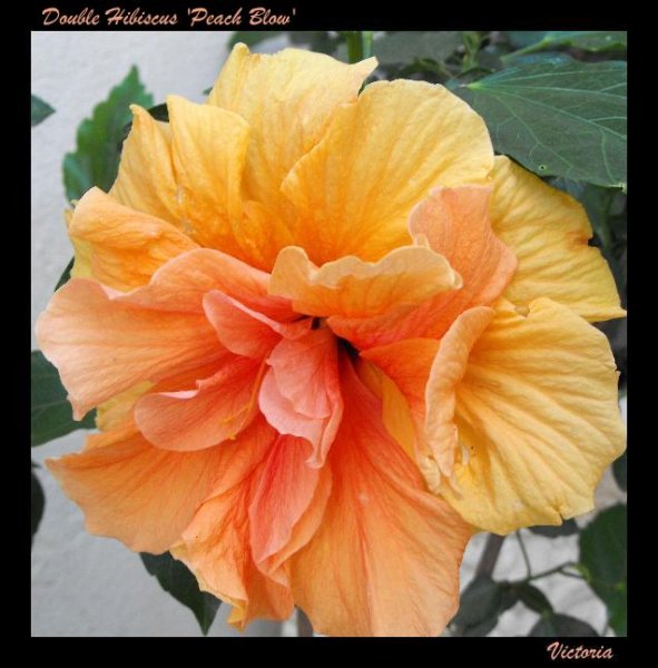 Hibiscus 'Peach Blow' (2).jpg