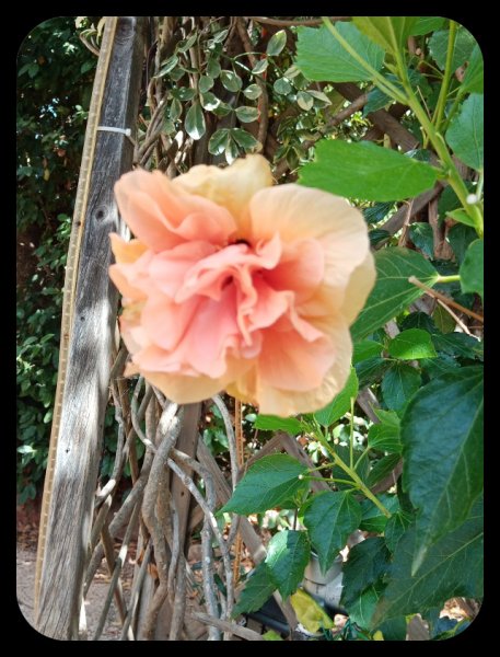 Hibiscus Peach1 23 Jul 22.jpg