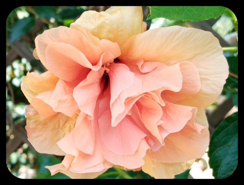 Hibiscus Peach2 23 Jul 22.jpg