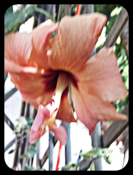 Hibiscus Peach2 31 May.jpg