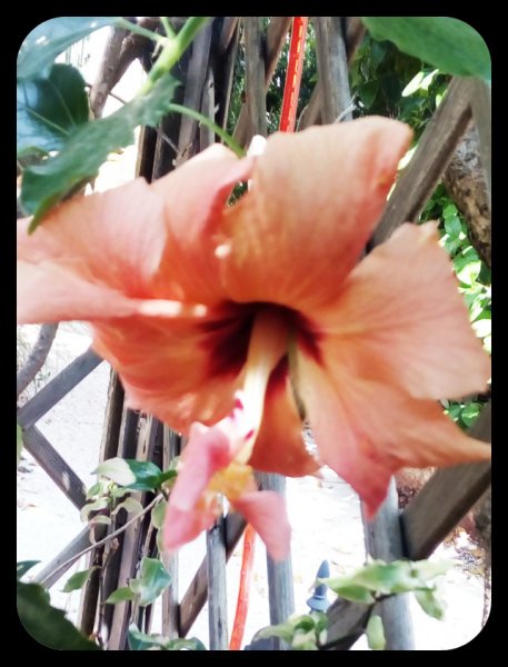 Hibiscus Peach2 31 May.jpg