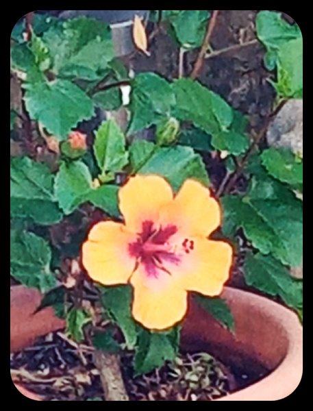 Hibiscus 'Petit Sunrise' 20 Jul 22.jpg