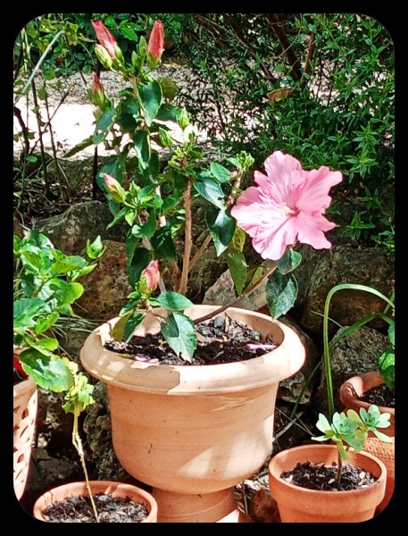 Hibiscus Pink 13 May 22.jpg