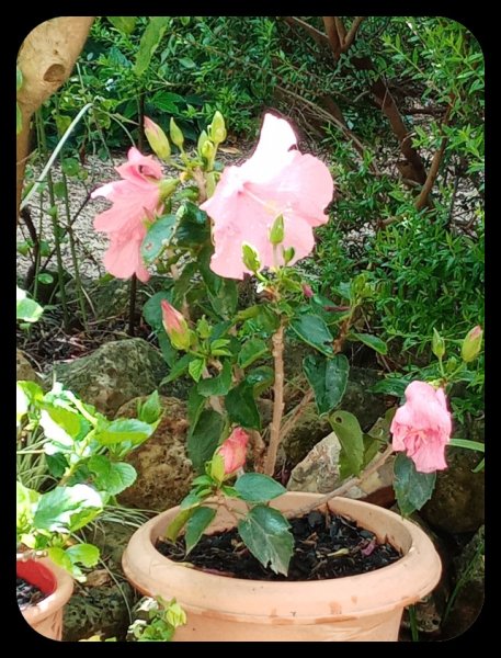 Hibiscus Pink 14 May 22.jpg