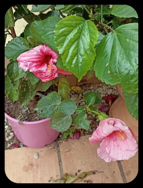 Hibiscus Pink 17 Dec 21.jpg