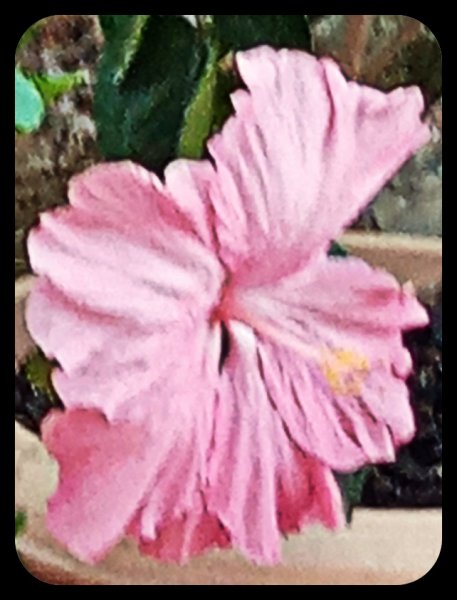Hibiscus Pink 17 May 22.jpg