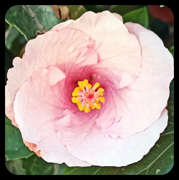 Hibiscus Pink 18 Nov 21(1).jpg