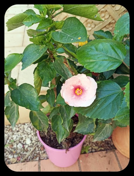 Hibiscus Pink 18 Nov 21.jpg