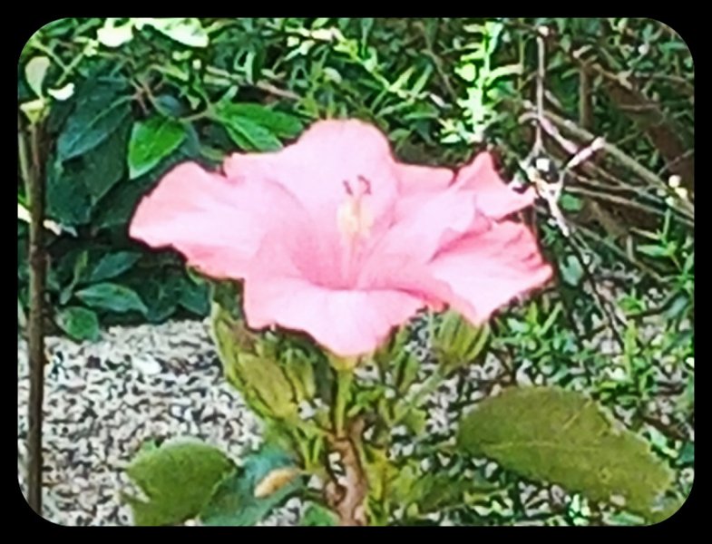 Hibiscus Pink 4 May 22.jpg