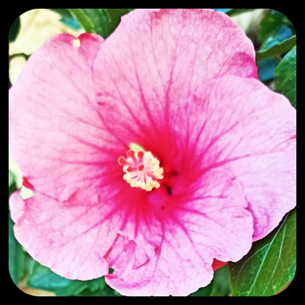 Hibiscus Pink 5 Jan 21.jpg