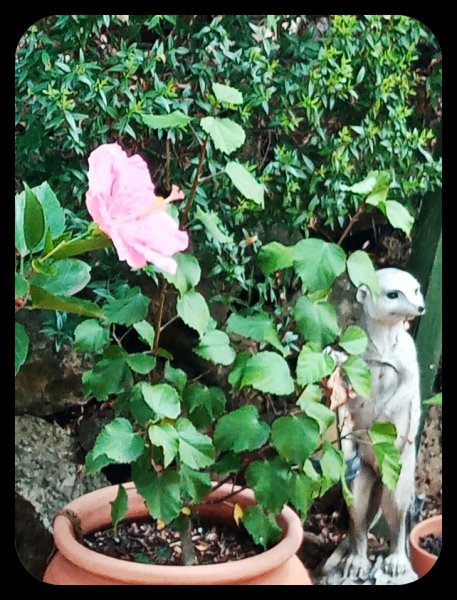 Hibiscus Pink 9 Oct 22.jpg