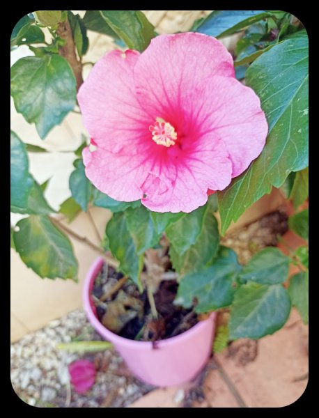 Hibiscus Pink1 5 Jan 21.jpg
