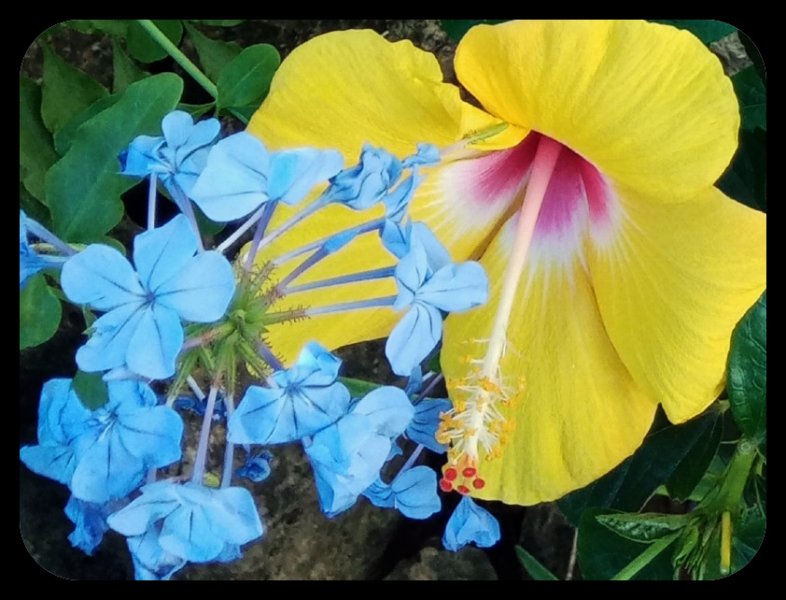 Hibiscus Plumbago 23 Oct 21.jpg
