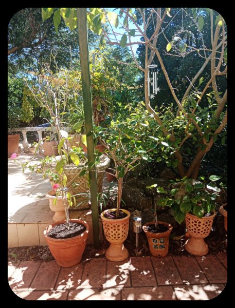 Hibiscus Pots5 14 Apr 22.jpg