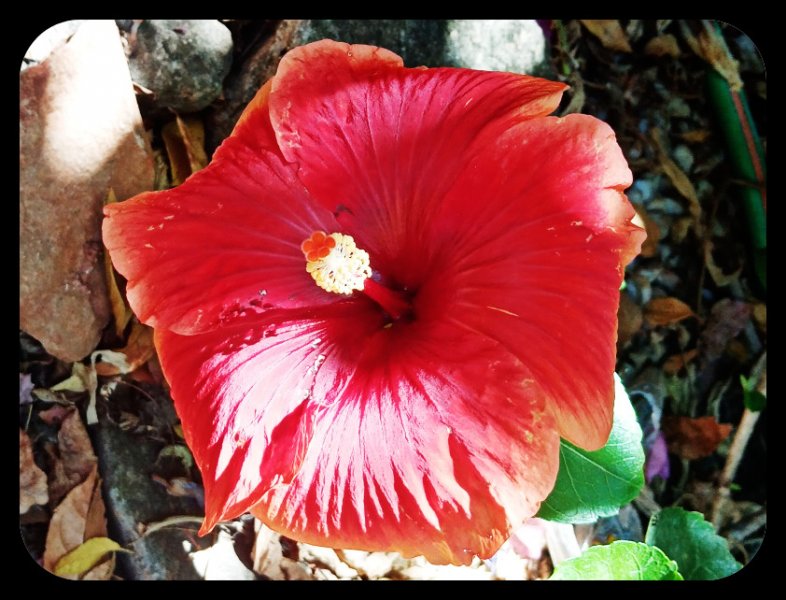 Hibiscus Red 27 Jun 22.jpg