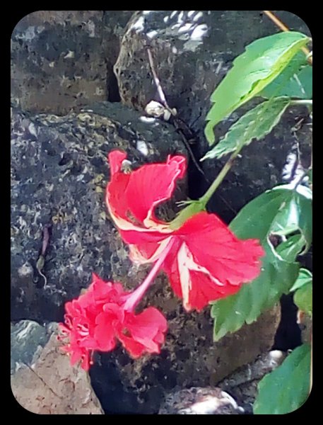 Hibiscus Red 4 24 Jun.jpg