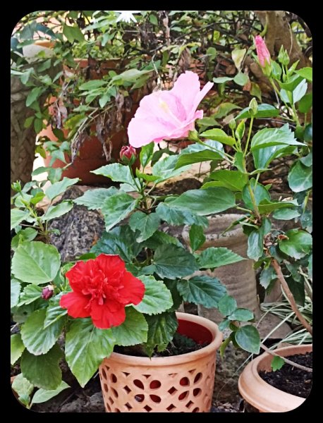 Hibiscus Red Double 18 Aug 22.jpg