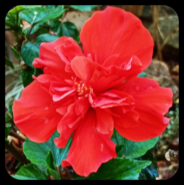 Hibiscus Red Double 27 Jul.jpg
