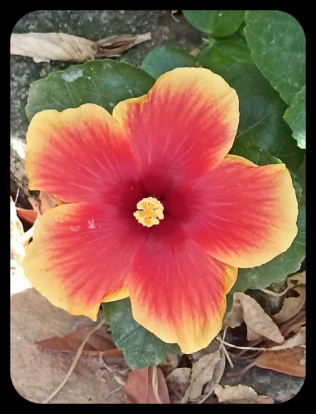 Hibiscus Red Orange 29 Aug 22.jpg