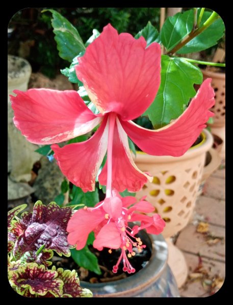 Hibiscus Red Pagoda 11 Jun.jpg