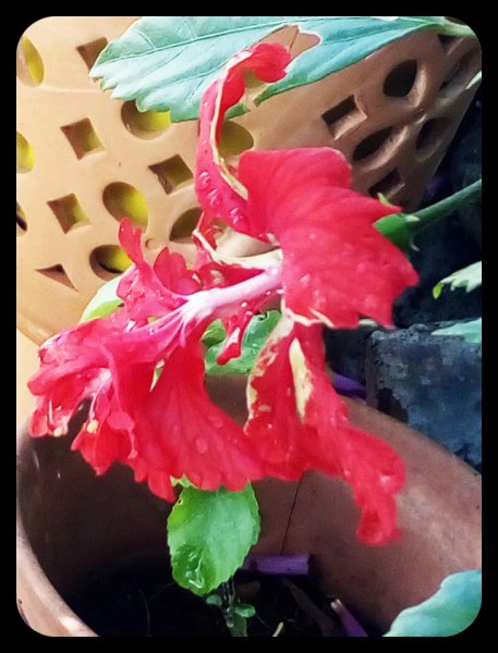 Hibiscus Red Pagoda 5 9 May.jpg