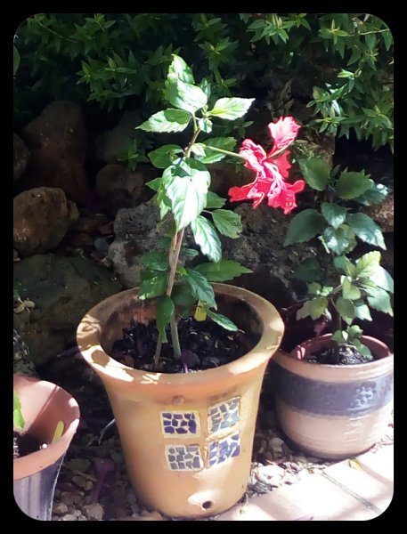 Hibiscus Red Pagoda 9 May.jpg