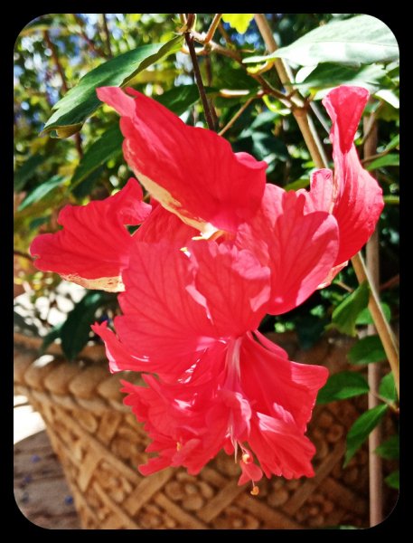 Hibiscus Red Pagoda2 5 Sep 22.jpg
