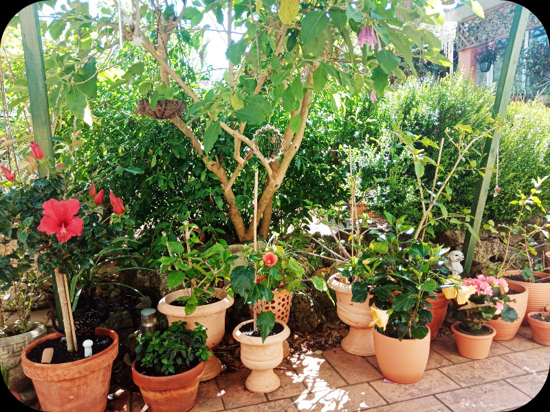 Hibiscus Row 22 Apr 24.jpg