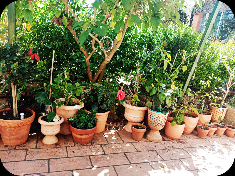 Hibiscus Row1 3 May 24.jpg