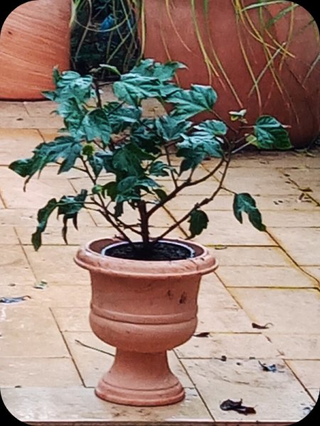 Hibiscus Salmon 9 Feb 24.jpg