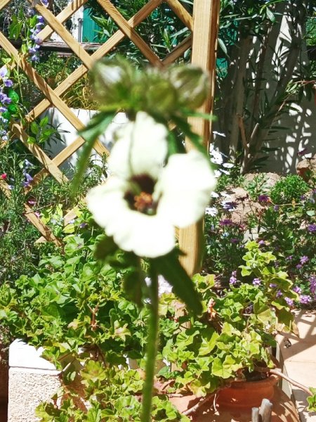 Hibiscus Trionium.jpg
