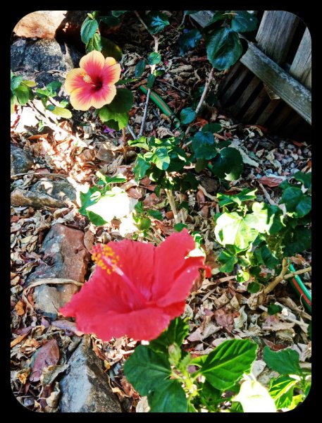 Hibiscus under Rose1 3 Sep 22.jpg
