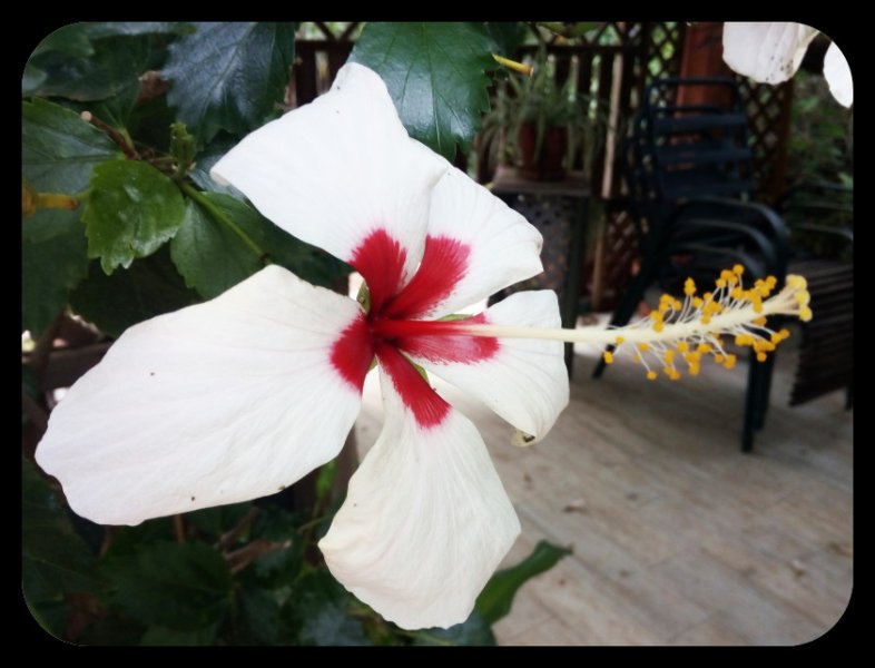 Hibiscus White 1 Jun 21.jpg
