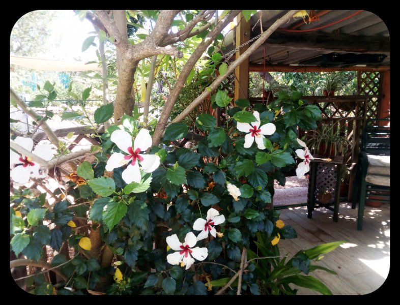 Hibiscus White 10 Jun.jpg