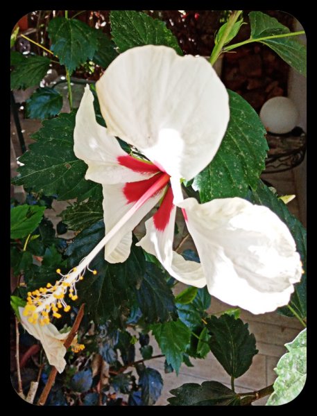 Hibiscus White 18 Jun 22.jpg