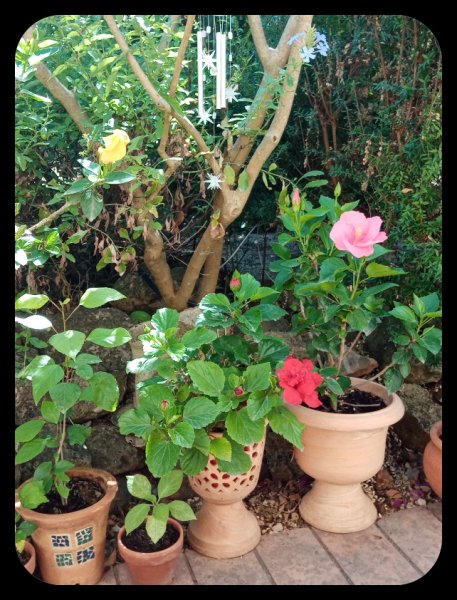 Hibiscus x3 18 Aug 22.jpg