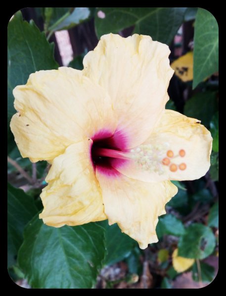 Hibiscus Yellow 1 June 21.jpg